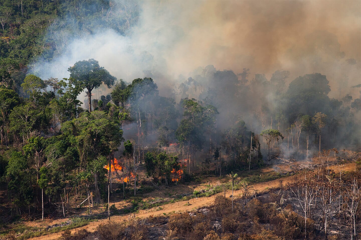 Do Desmatamento Ao Fogo Estadão 6895